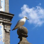 portugal-porto-Church-of-Saint-Ildefonso-bird-reisefreiheit